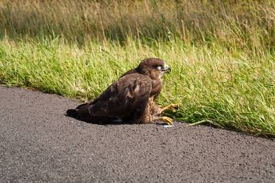 Roofvogel aangereden op de N279 in Vlierden, weg deels afgesloten