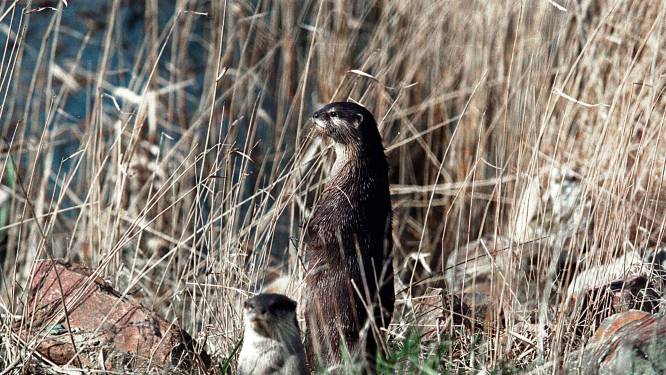 Daar is hij dan echt: otter keert terug in de Biesbosch en rolt uitgebreid voor de wildcamera