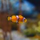 Zoveel energie verbruikt een aquarium (en dit kost het)