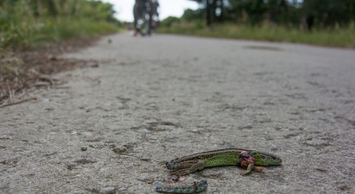 Een gesneuvelde zandhagedis op een fietspad.