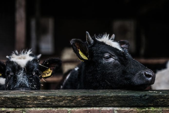 Koeien in een stal van de biologische boerderij van John Arink.