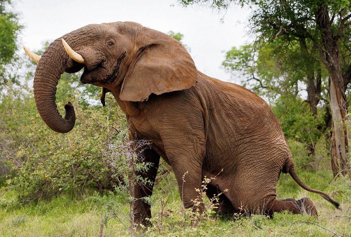 Een jonge mannetjesolifant in het Kruger Park.
