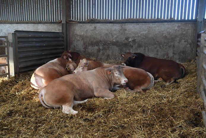Op het bedrijf van de familie Mangelaars liggen de runderen relaxed in het stro.