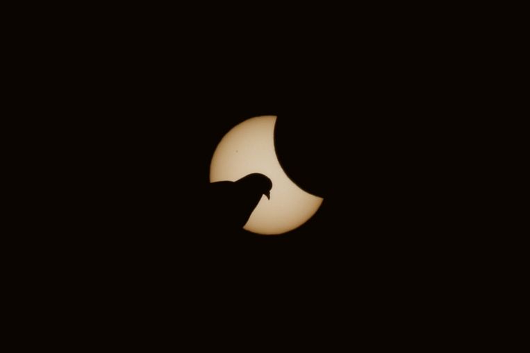 Een duif zit voor de zon in München Beeld getty