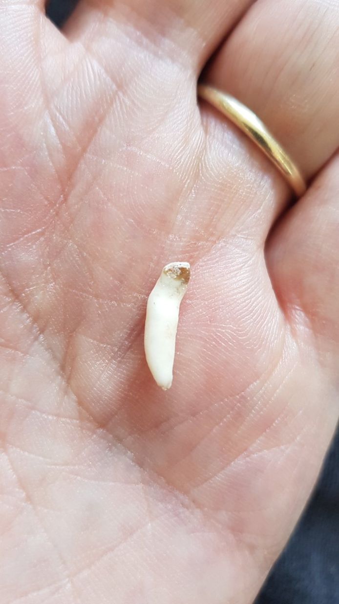 Van welk dier zou dit tandje kunnen zijn?