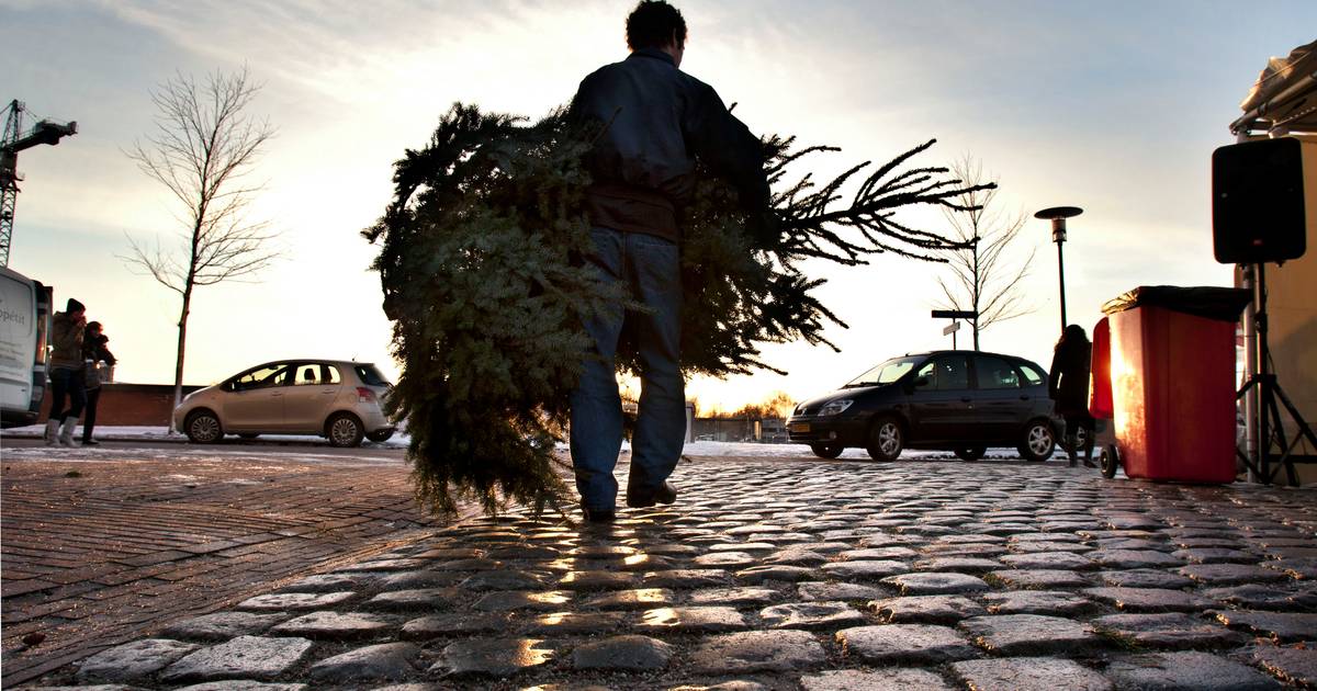 Inleveren kerstbomen kan in Eindhoven op 13 januari Eindhoven ed.nl