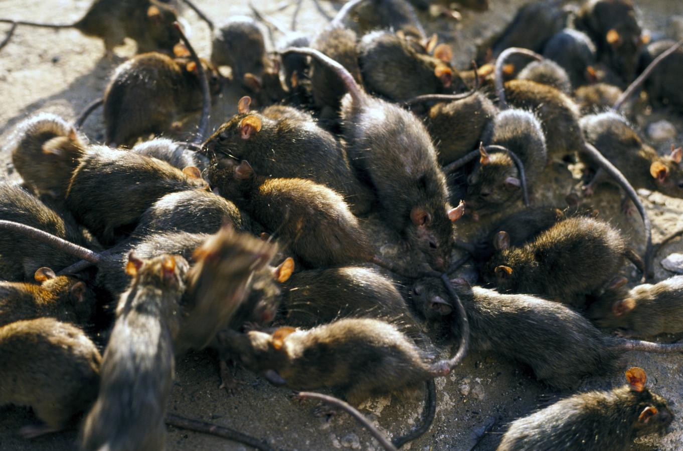 Ratten en muizen rukken op: ‘Via de klimop komen ze zo je huis in ...