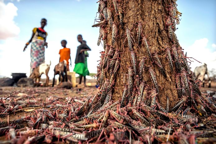 Woestijnprinkhanen verzwelgen gewassen in onder meer Kenia.