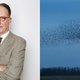 Influencers zijn dommer dan vogels, terwijl ze toch meer hersens hebben