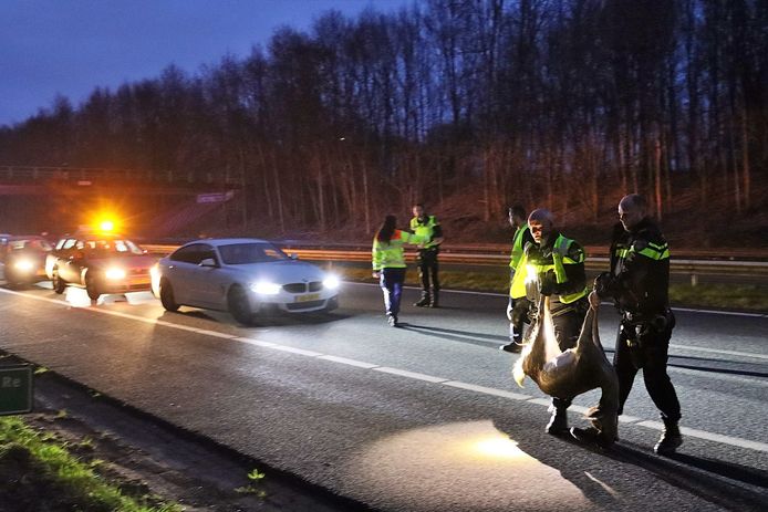 Aan het begin van de avond werd iets verderop een damhert aangereden.