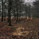 Uit haar voegen barstende populatie damherten afgeschoten in Oost-Vlaanderen: natuurliefhebbers woedend