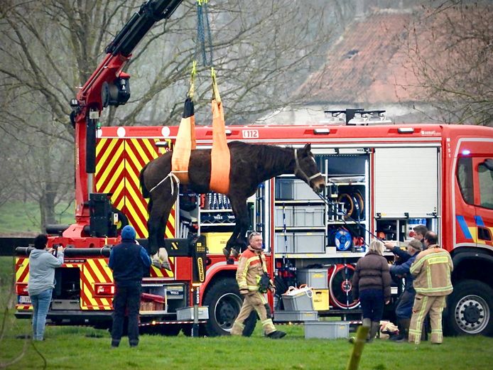 De brandweer redde het paard met een hydraulische arm.
