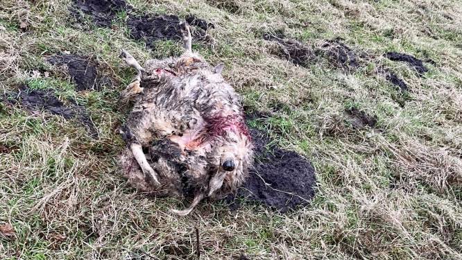 Twee schapen doodgebeten aan rand Groot Schietveld: “Gisteren nog over wolf gezwansd, maar vandaag had ik prijs”
