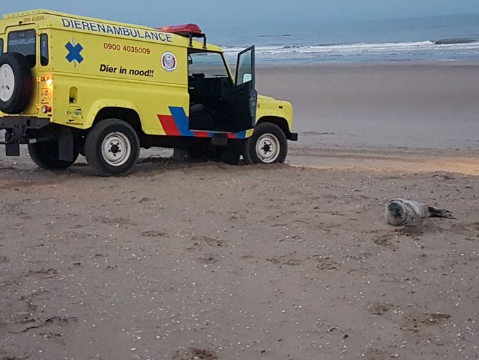 Gestrande zeehond wordt 'gered' op strand Ter Heijde.