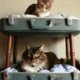 Voor alle kattenliefhebbers: geef je kat een huis met allure