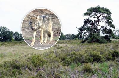 Opnieuw schaap doodgebeten in Achtmaal, experts vermoeden dat het om een wolf gaat