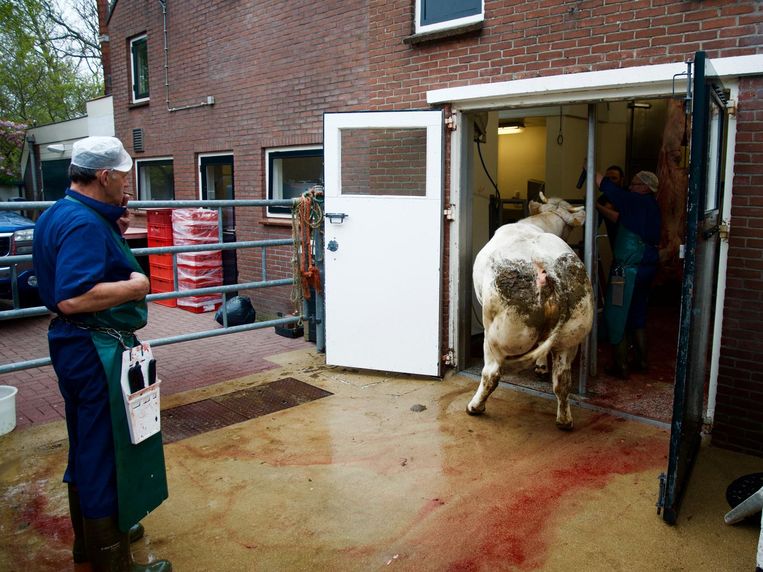 Bij slagerij Konijn in Abcoude worden de koeien eigenhandig geslacht. Jan Konijn kijkt toe hoe een koe 'de klap' krijgt en in elkaar zakt. Beeld Janno Lanjouw