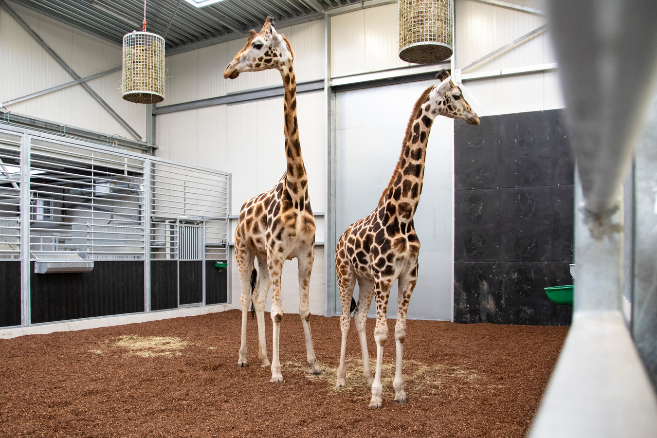 Verhuizing van giraffen in de Beekse Bergen heeft heel wat voeten in ...