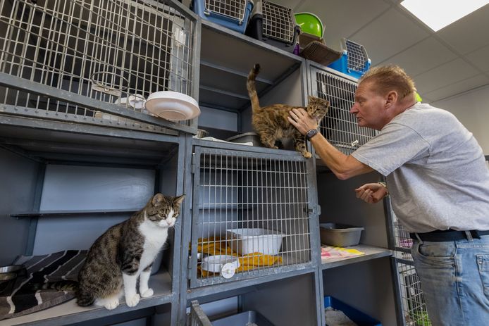 Zwerfkatten in de gemeente Noordoostpolder worden opgevangen in Emmeloord. Er is ‘een ware kattenplaag’ volgens bestuurslid Cornelis Bouwer.