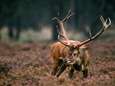 Jagers schieten recordaantal edelherten dood op Veluwe