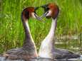 “Rare, brakende vogel met kleurrijk nektapijt” wint Nieuw-Zeelandse vogelverkiezing dankzij campagne van Amerikaanse talkshowhost John Oliver