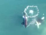 Unieke beelden: orka's jagen op witte haai