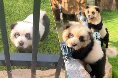 WATCH. Chinese Zoo Isn’t Allowed to Keep Pandas, So They Come Up with a Very Special Solution