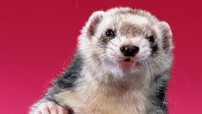 Un Furet Mange Les Doigts D Un Bebe Laisse Seul A La Maison Monde 7sur7 Be