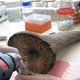 DNA profiling tegen wildlife crime