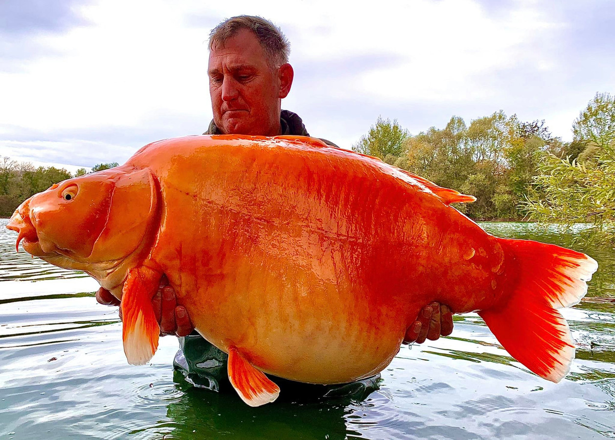 L'un des plus grands poissons rouges du monde pêché dans un lac français ?appId=21791a8992982cd8da851550a453bd7f&quality=0