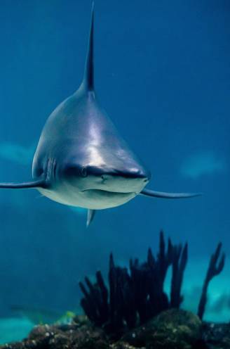 Na dodelijke aanval in Rode Zee: op welke toeristische bestemmingen kan je haaien tegenkomen? En zijn ze altijd gevaarlijk? 