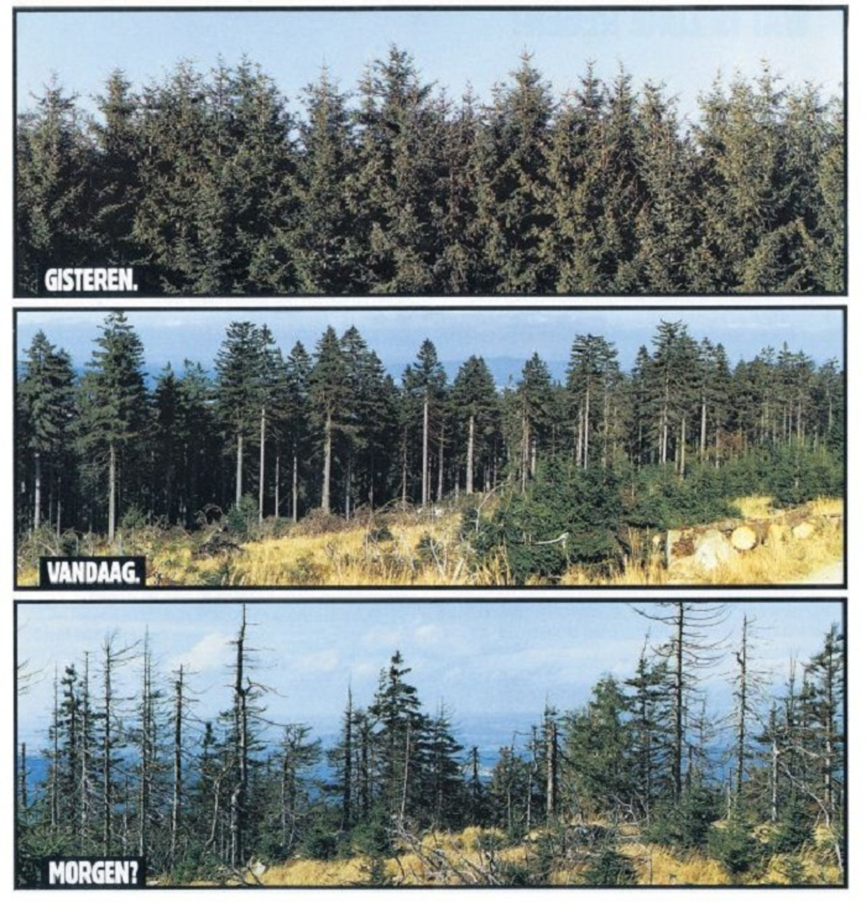 In 1985 was de helft van de Nederlandse bossen volgens de overheid beschadigd, waarvan tien procent 'onherstelbaar'. 