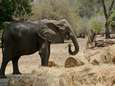 Zimbabwe wil honderden olifanten verhuizen wegens aanhoudende droogte