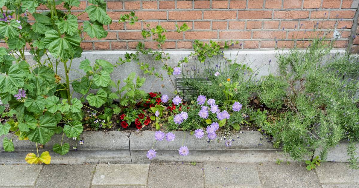 Geveltuintjes moeten gemeente Terneuzen een groener smoel geven ...