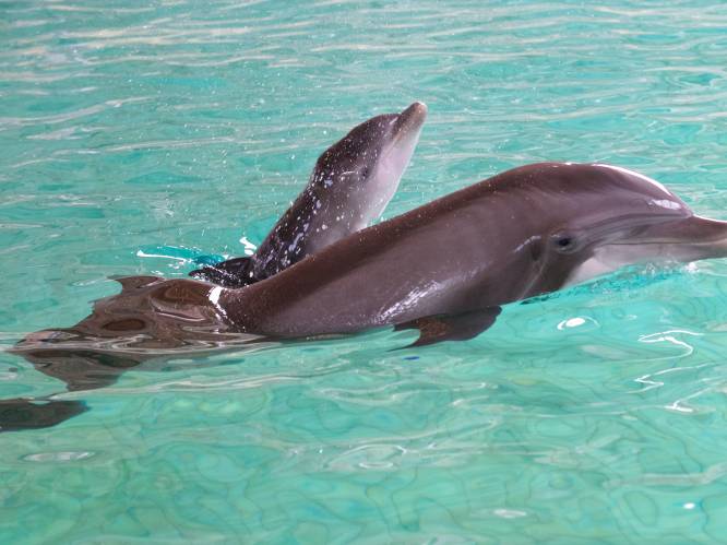 "Wij willen de sluiting van het Boudewijn Seapark": Bite Back protesteert opnieuw tegen dolfinarium