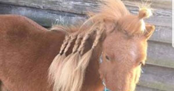 Pony Rico is weg, stalhoudster slaapt niet meer: ‘Er zijn mannen met zwarte capuchons gezien’