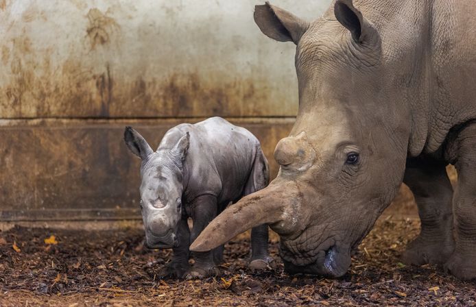 Nieuw neushoornjong geboren in Burgers' Zoo. Moeder Kwanzaa (r) en het jong maken het goed.