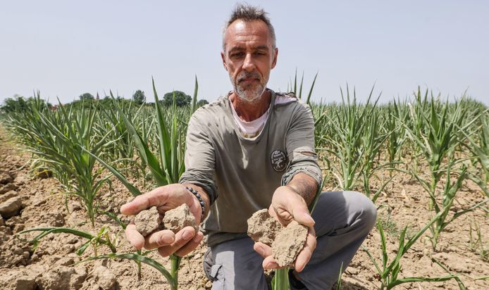 Een boer toont de droge grond in zijn maïsveld.
