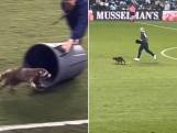 Losgeslagen wasbeer verstoort minutenlang voetbalwedstrijd