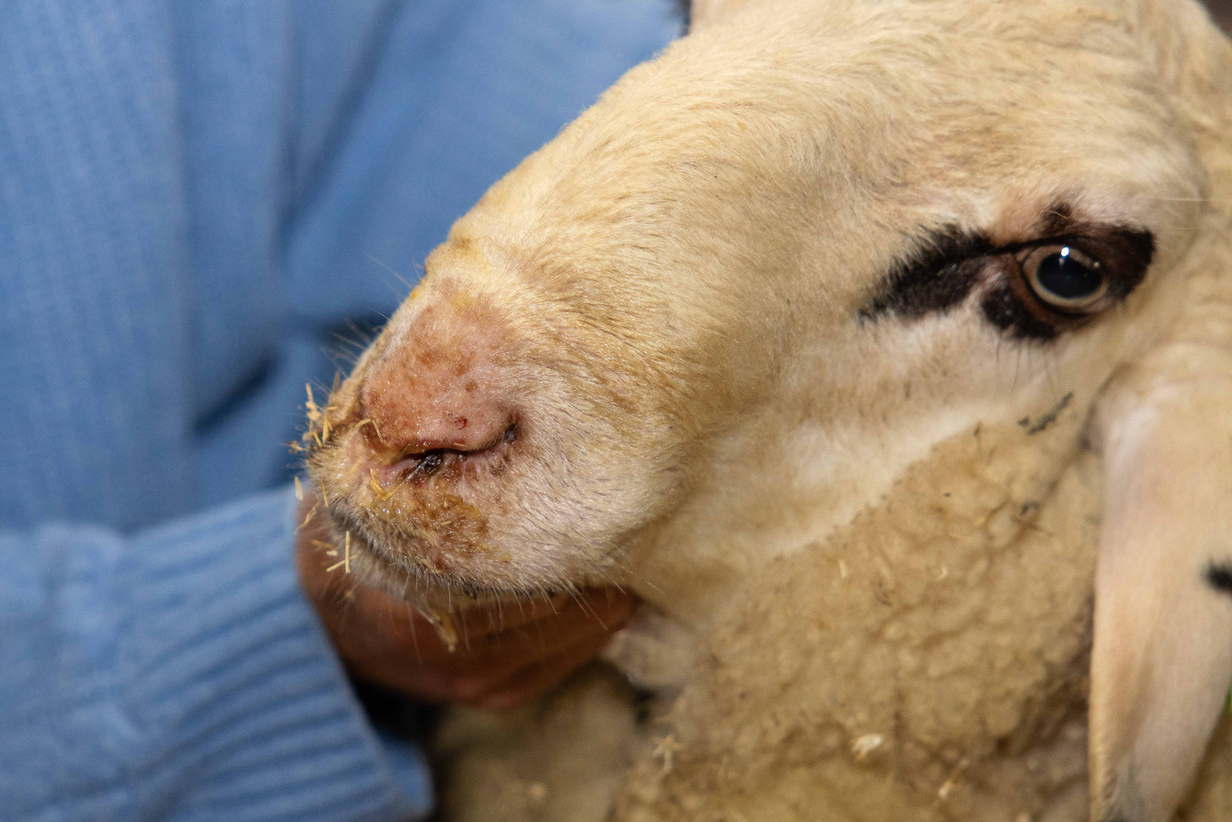 Blauwtong velt in drie dagen tijd beresterke ram Tom, Judith