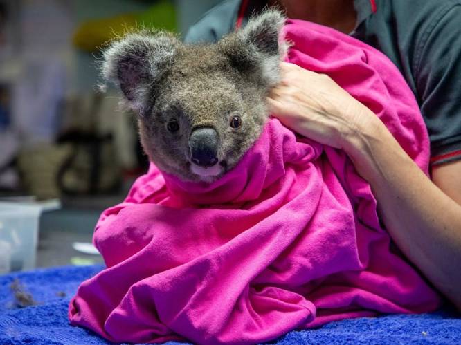 Petra stikte al meer dan 12.000 mondmaskers, Australische koala's weer vrijgelaten in het wild en andere verhalen die je opbeuren