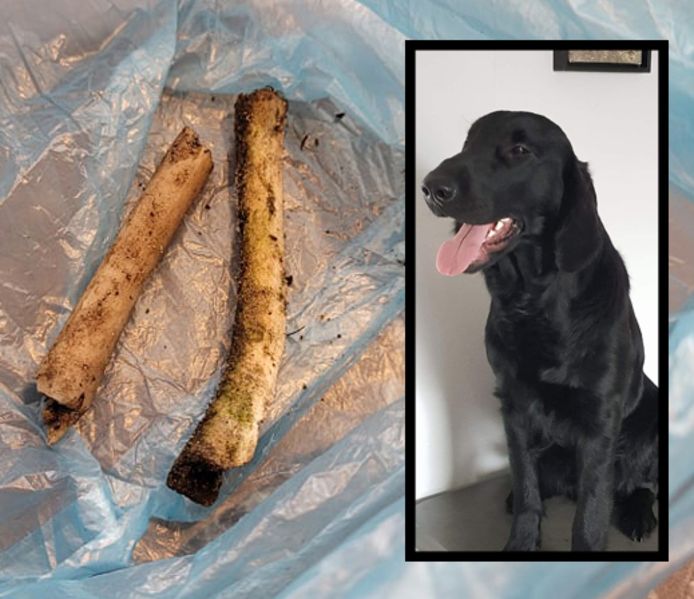 Hond Bandit overleed na het eten van een kippenbotje. Ze worden nog altijd aangetroffen.