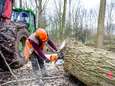 Brabant blijft toch bomen kappen om wegen veiliger te maken: ‘Niemand doet dit voor de lol’