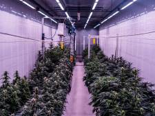 Cannamax nu aan zet om kavel voor legale wietteelt te kopen en vergunning bij Lingewaard aan te vragen