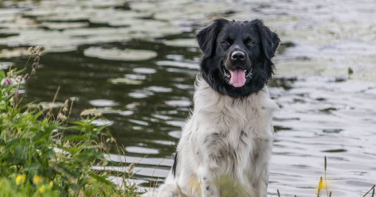 Geen nader onderzoek naar ‘verdachte’ dood honden Bo en Sem: ‘Te emotioneel’