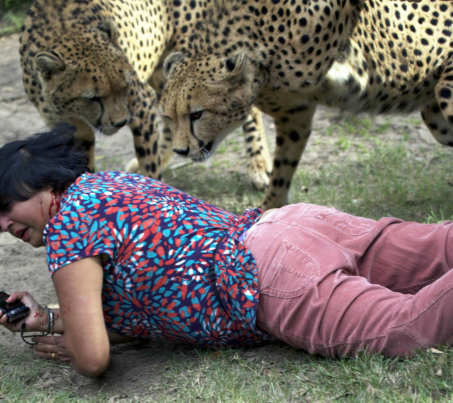 Man fotografeert aanval cheeta's op zijn vrouw | Foto | AD.nl