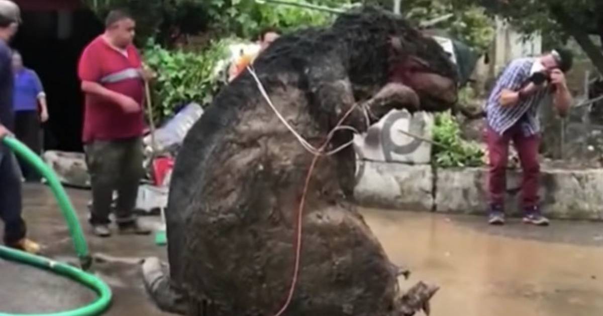 Un “rat géant” découvert dans les égouts de Mexico City, Insolite