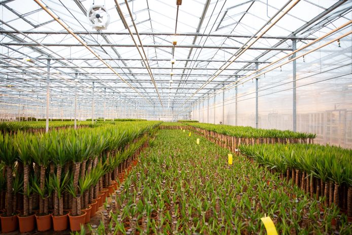 Door een tweede aardwarmtepunt kunnen meer kassen in de Koekoekspolder verwarmd worden met aardwarmte.