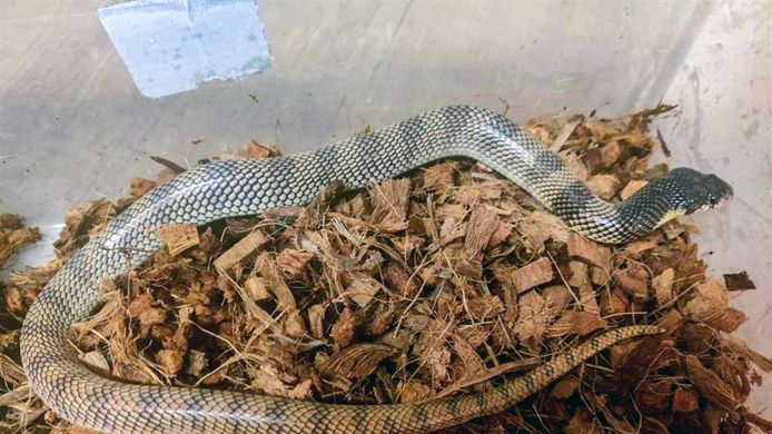 Een foto van de giftige cobra die ontsnapte in Lelystad