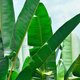 Híer koop je deze week een hippe bananenplant voor €2,99